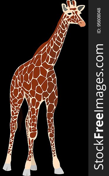 Giraffe, Giraffidae, Terrestrial Animal, Mammal