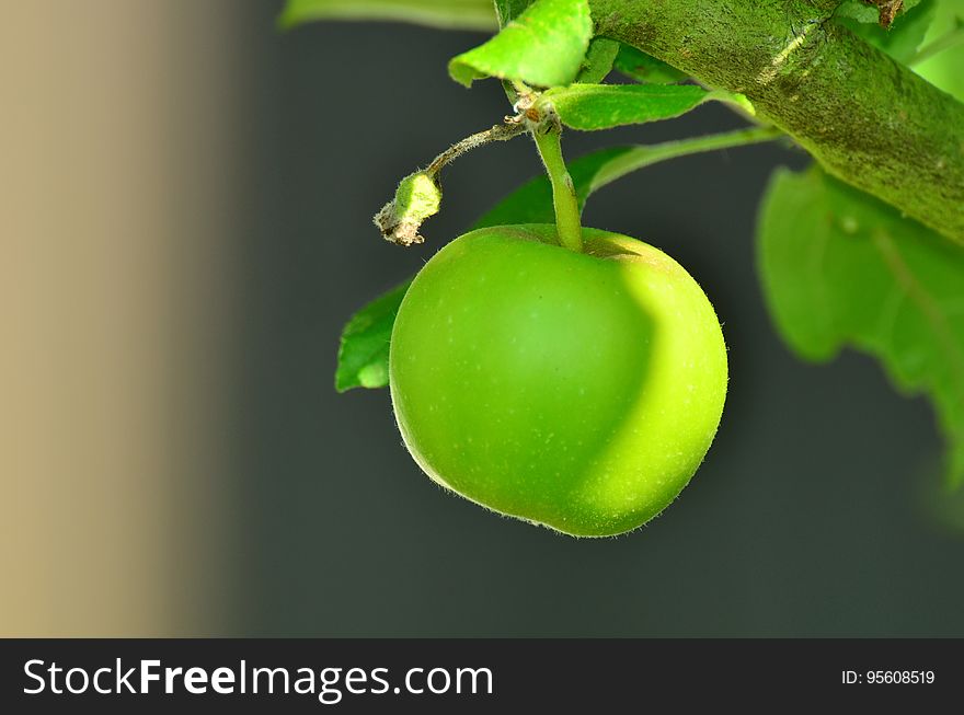 Fruit, Apple, Granny Smith, Fruit Tree