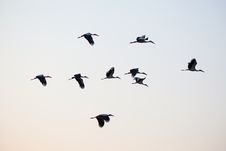 Free Bird, Bird Migration, Sky, Animal Migration Stock Image - 95619671