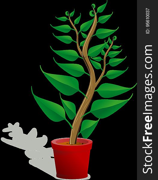 Plant, Leaf, Flowerpot, Flora