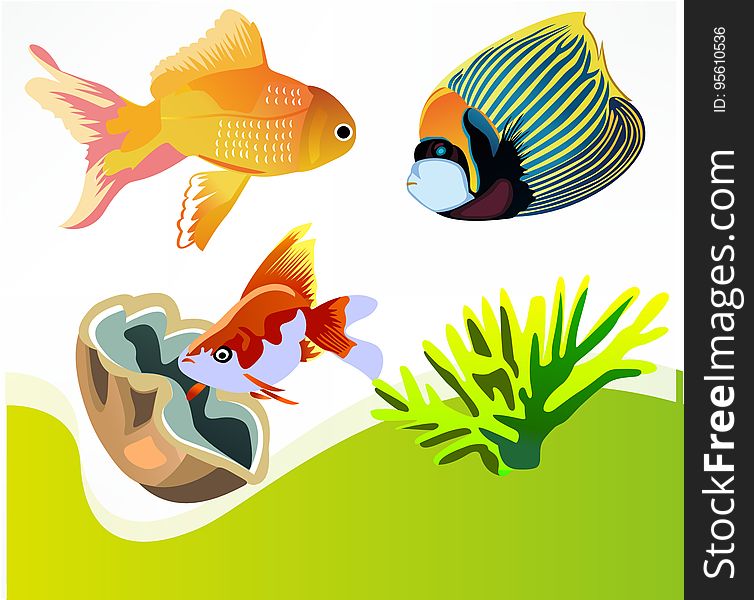 Fish, Fauna, Organism, Marine Biology