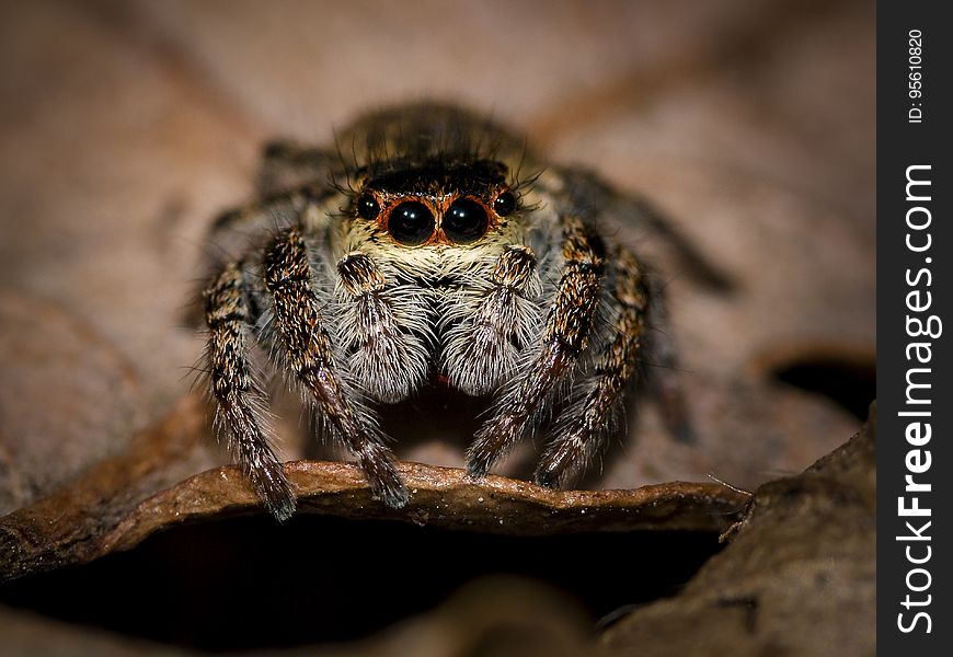 Arachnid, Spider, Macro Photography, Close Up