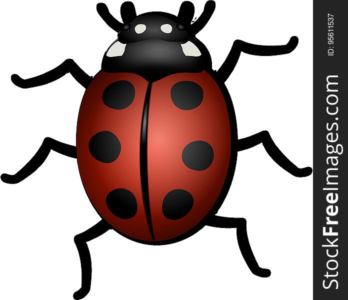 Insect, Ladybird, Beetle, Invertebrate