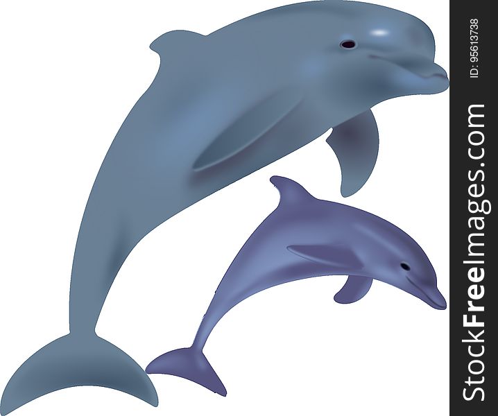 Dolphin, Marine Mammal, Whales Dolphins And Porpoises, Common Bottlenose Dolphin