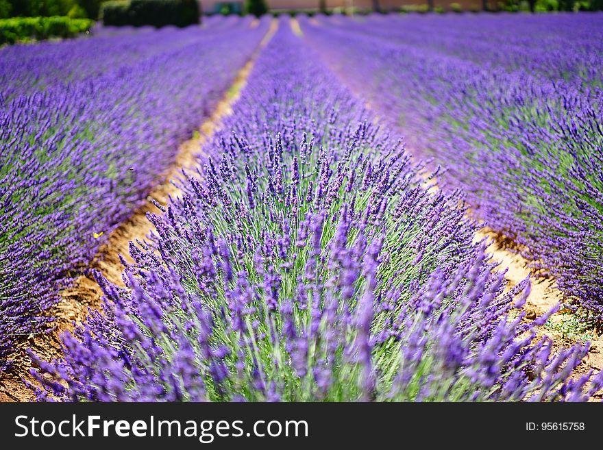 English Lavender, Lavender, Field, Purple