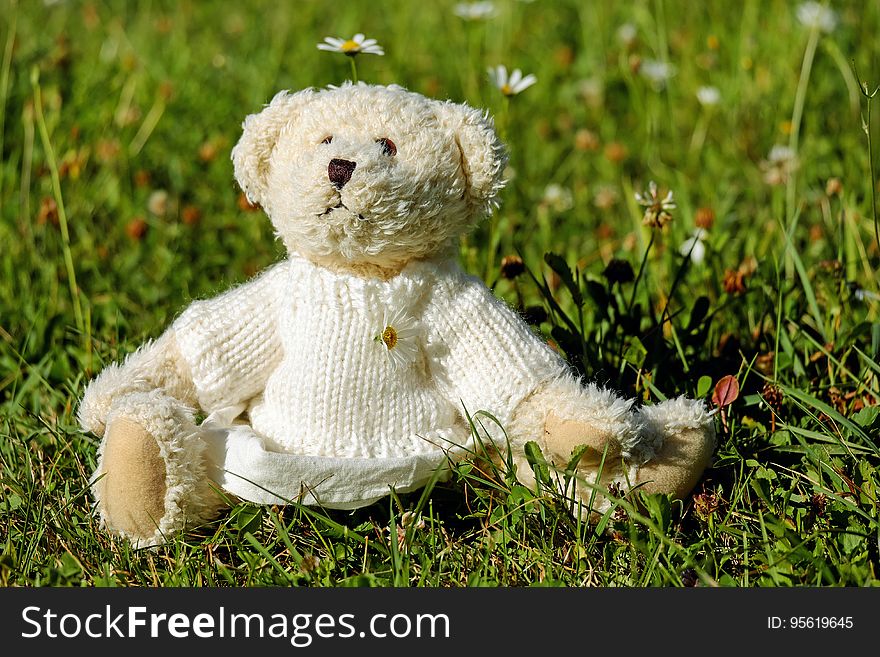 Teddy Bear, Grass, Stuffed Toy, Snout
