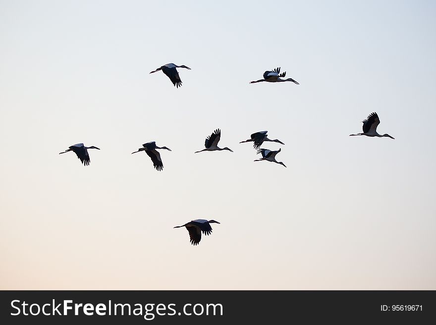 Bird, Bird Migration, Sky, Animal Migration