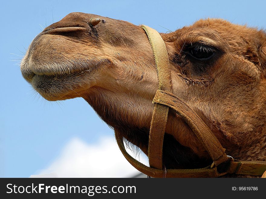 Camel, Camel Like Mammal, Arabian Camel, Snout