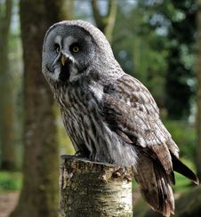 Free Owl, Great Grey Owl, Bird Of Prey, Bird Royalty Free Stock Image - 95624266