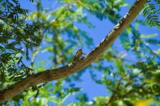 Free Tree, Fauna, Ecosystem, Branch Royalty Free Stock Image - 95624446