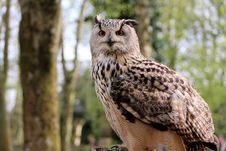 Free Owl, Bird, Fauna, Bird Of Prey Royalty Free Stock Photos - 95624638