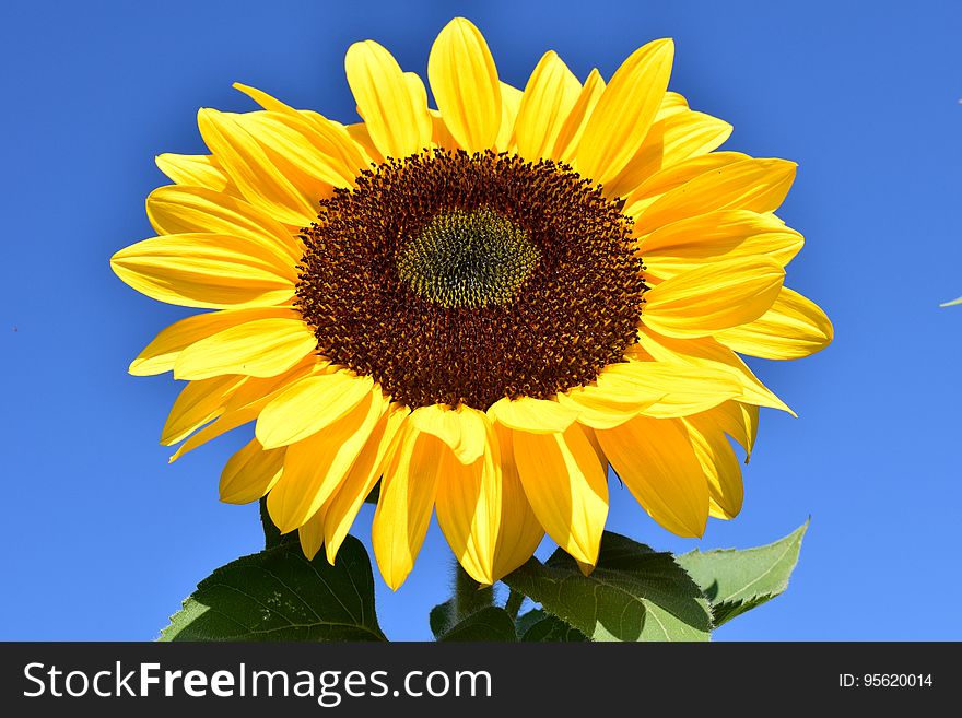 Flower, Sunflower, Yellow, Sunflower Seed