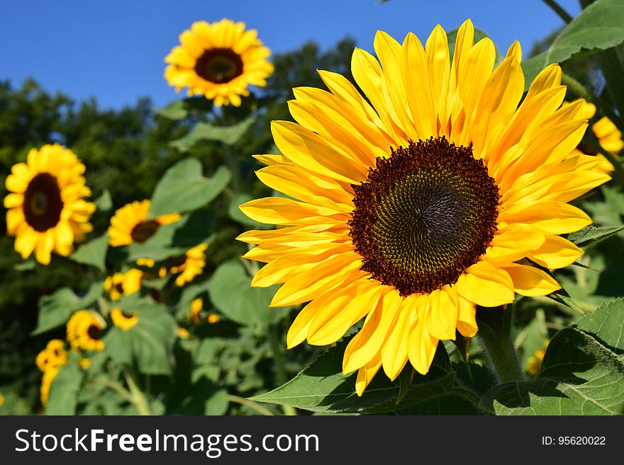 Flower, Sunflower, Yellow, Sunflower Seed