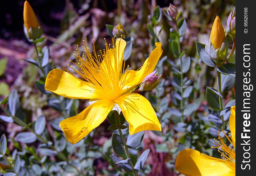 Flower, Plant, Yellow, Flora