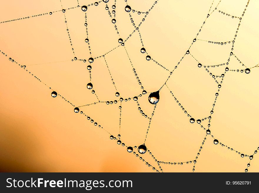 Yellow, Spider Web, Line, Sky