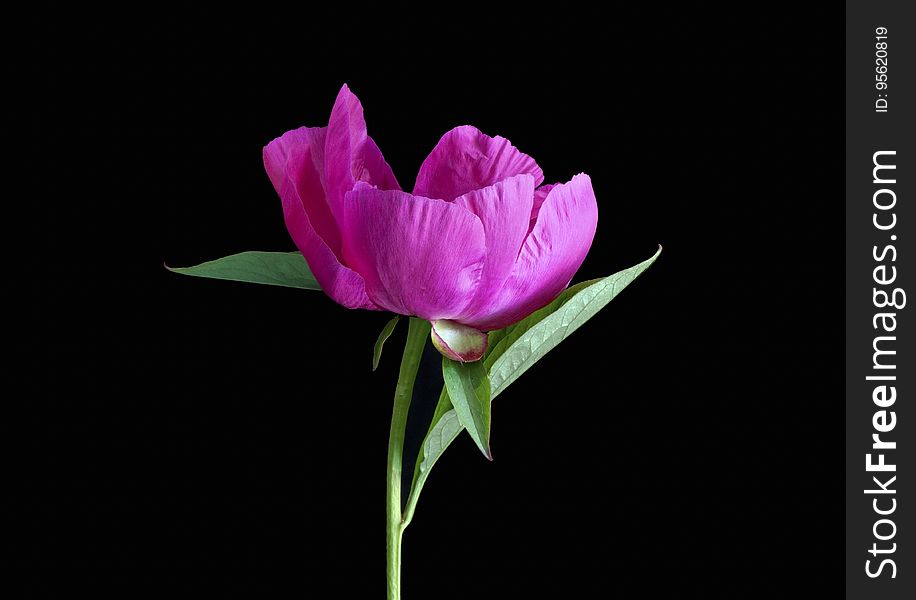 Flower, Pink, Petal, Plant