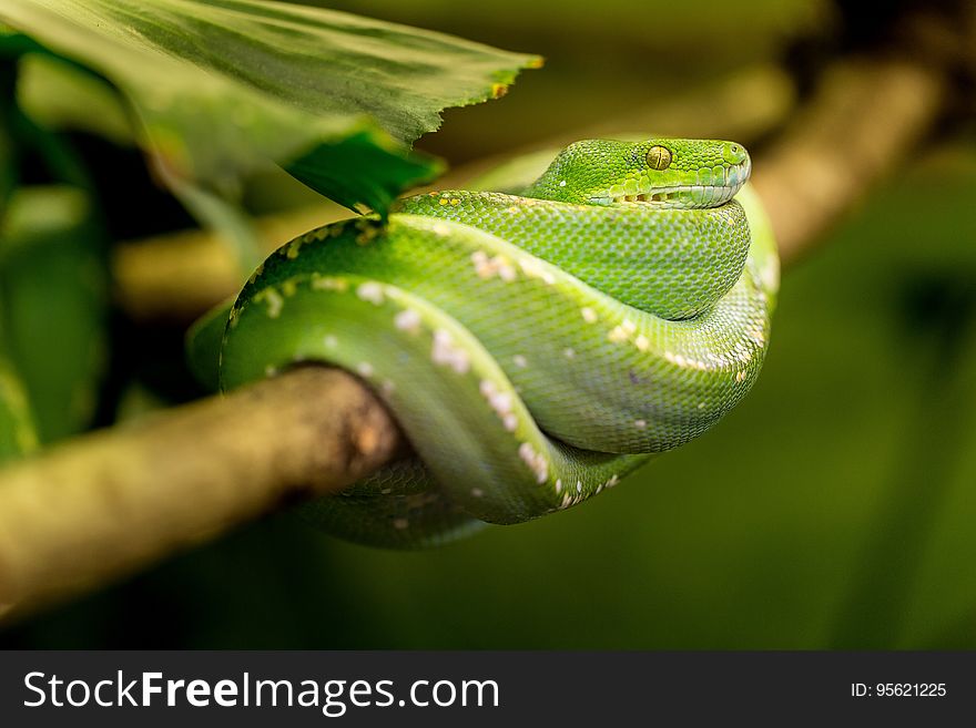 Leaf, Macro Photography, Reptile, Scaled Reptile