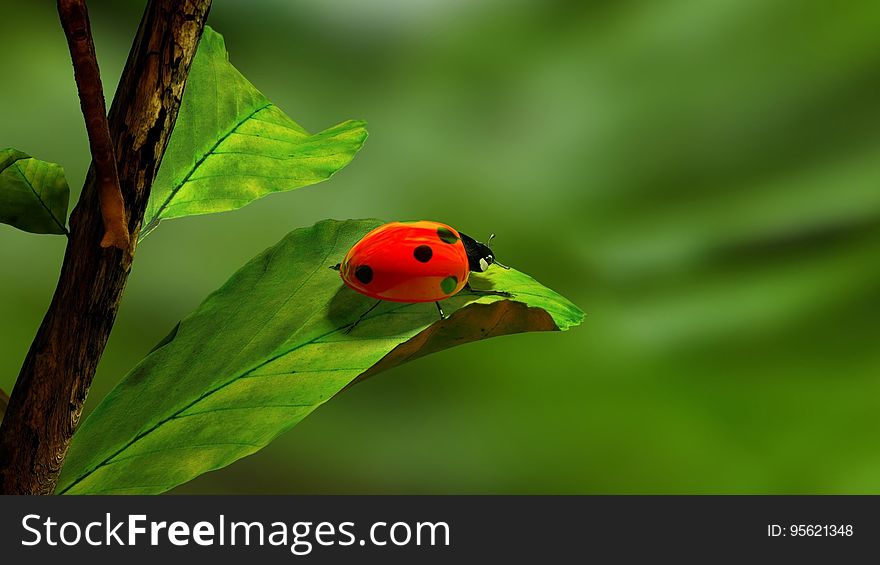 Leaf, Close Up, Insect, Ladybird