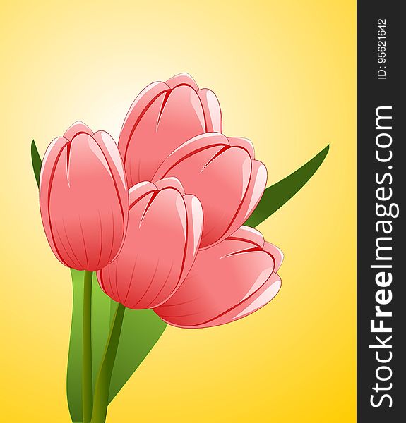 Flower, Flowering Plant, Tulip, Plant