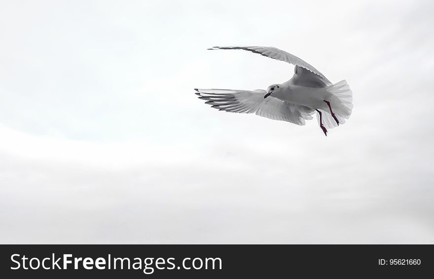 Bird, Seabird, Sky, Beak