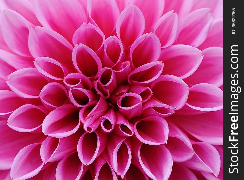 Flower, Dahlia, Pink, Flowering Plant