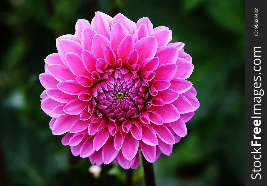 Flower, Pink, Plant, Petal