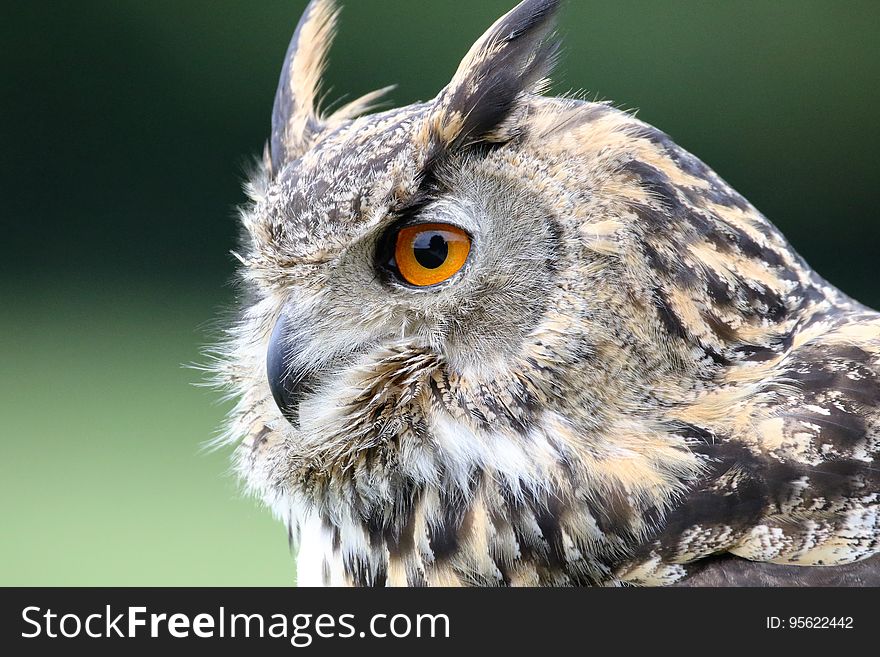 Owl, Bird, Beak, Fauna