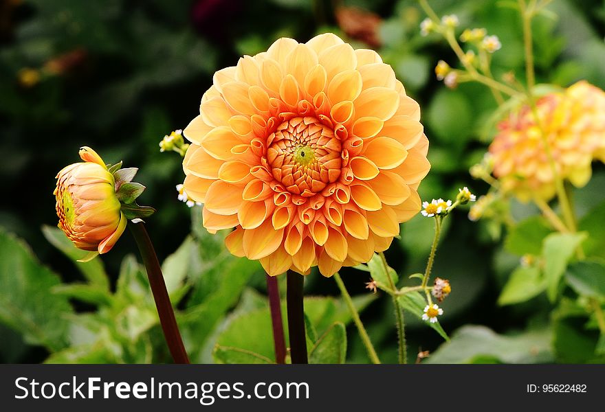 Flower, Plant, Flowering Plant, Dahlia