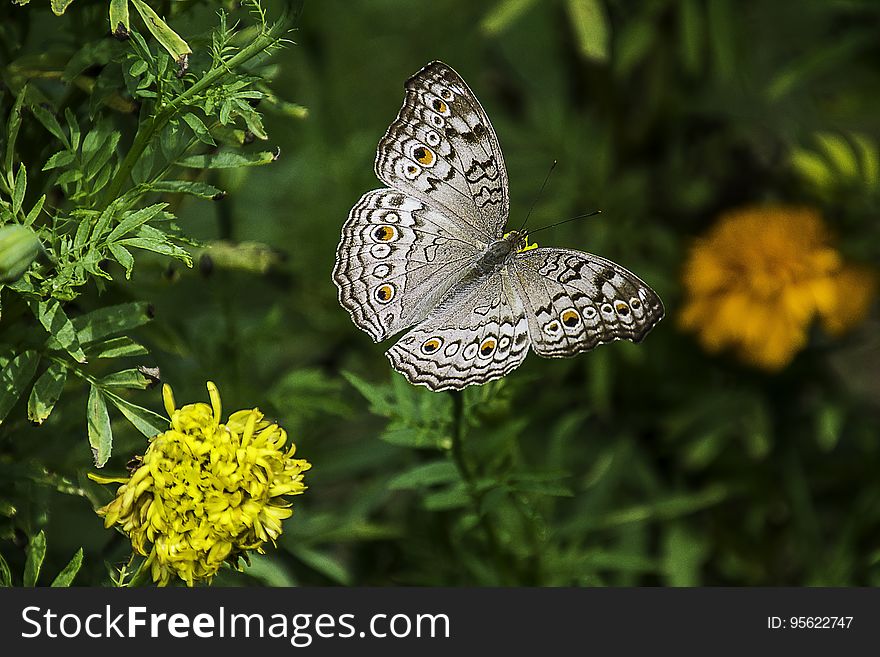 Butterfly, Moths And Butterflies, Insect, Brush Footed Butterfly