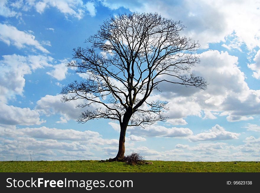 Sky, Tree, Cloud, Woody Plant