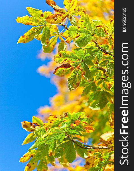 Leaf, Sky, Branch, Tree