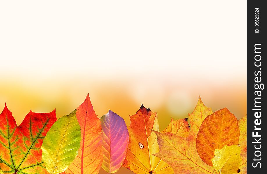 Leaf, Yellow, Maple Leaf, Autumn