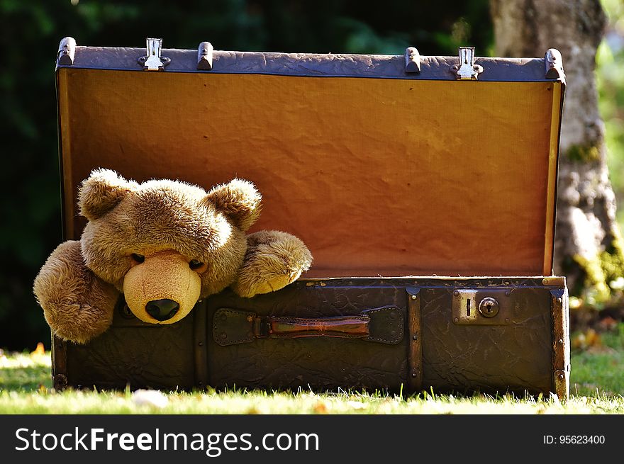 Teddy Bear, Grass, Snout, Toy