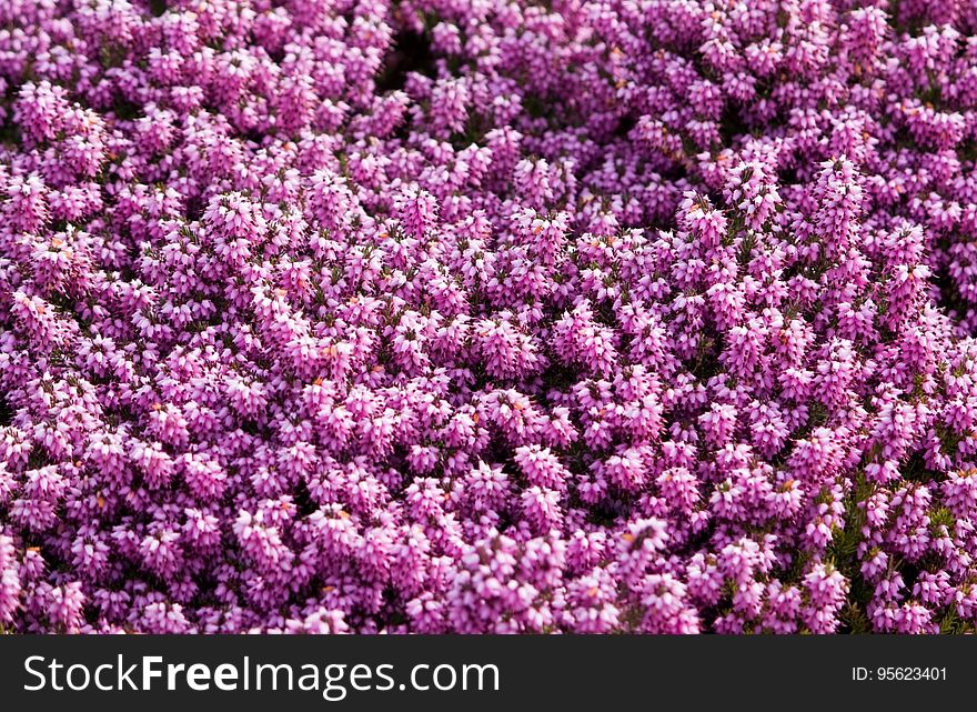 Purple, Pink, Plant, Flower