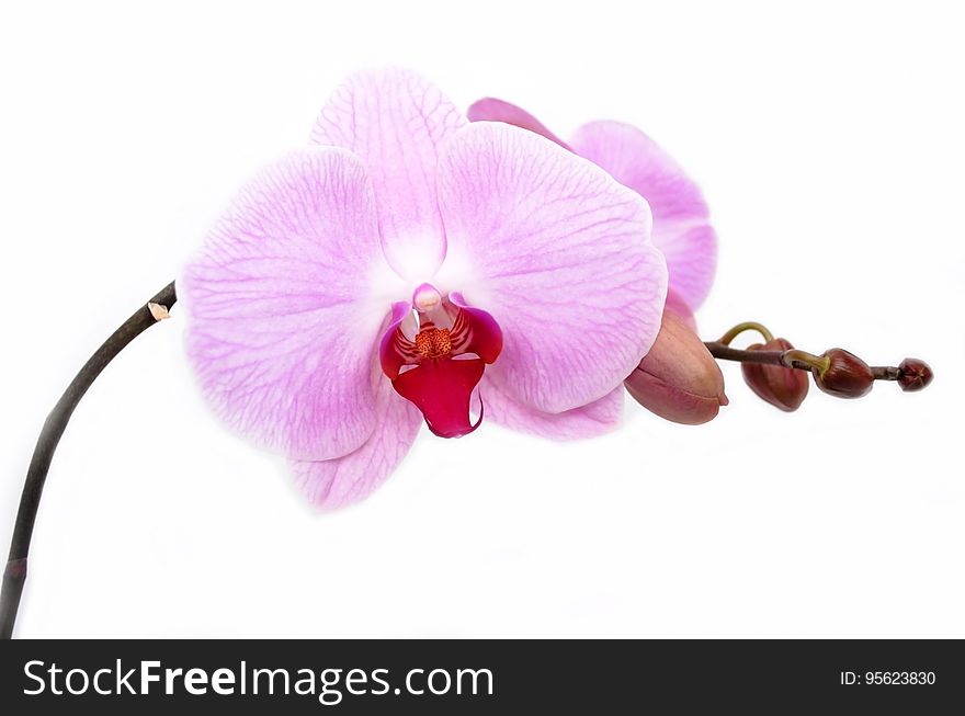 Flower, Flowering Plant, Pink, Moth Orchid