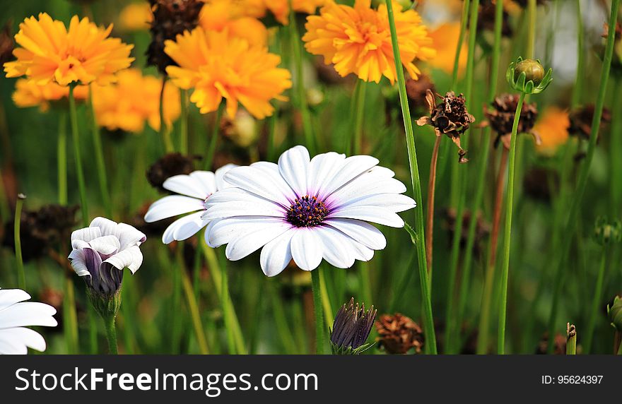 Flower, Flora, Wildflower, Plant