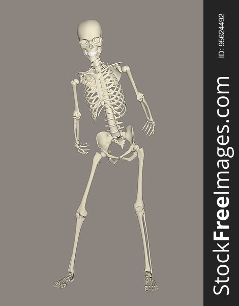 Skeleton, Joint, Standing, Shoulder