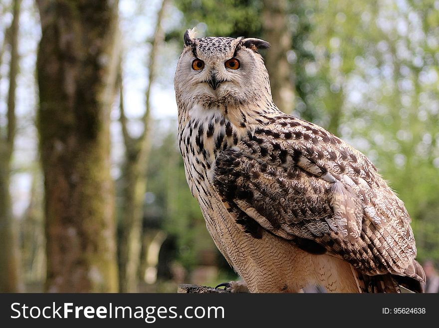 Owl, Bird, Fauna, Bird Of Prey