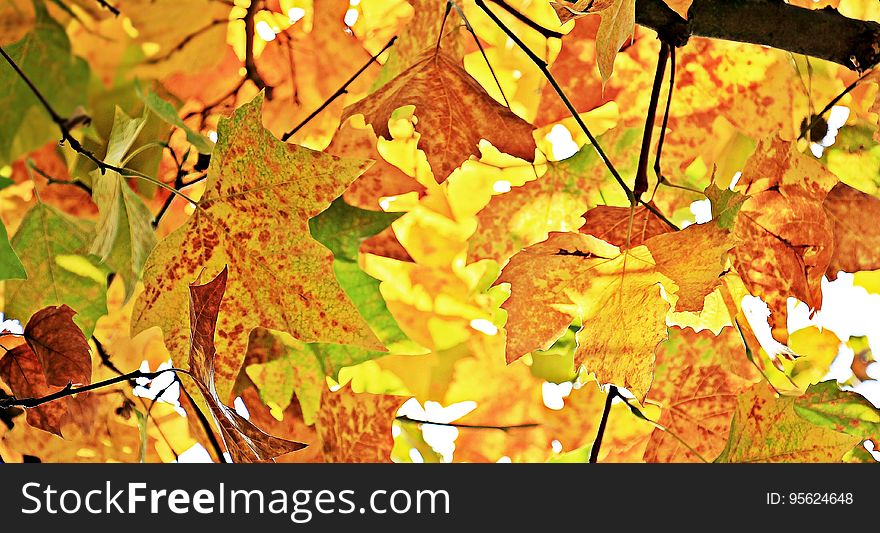 Autumn, Fall Leaves, Leaves