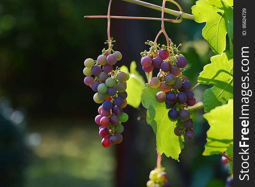 Grape, Grapevine Family, Fruit, Seedless Fruit