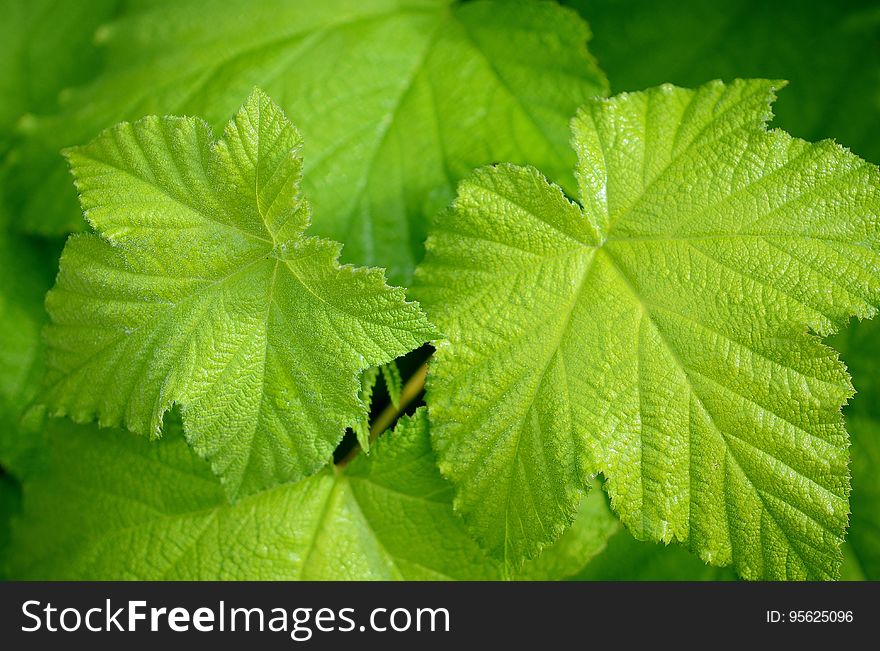 Leaf, Vegetation, Grape Leaves, Plant
