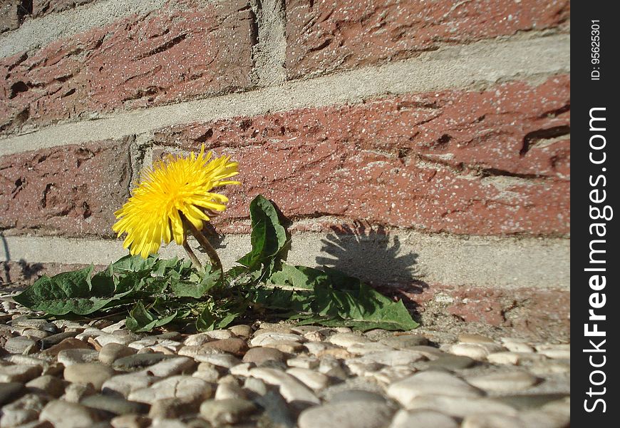 Flower, Yellow, Flora, Plant