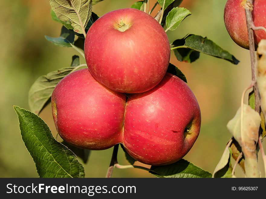 Fruit, Natural Foods, Apple, Local Food