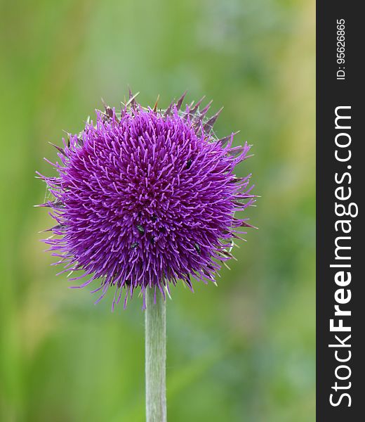 Silybum, Thistle, Plant, Purple