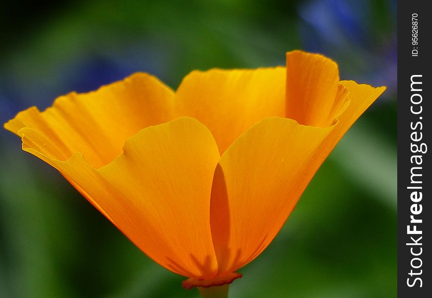 Flower, Eschscholzia Californica, Wildflower, Yellow