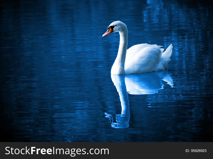 Swan, Reflection, Water, Water Bird