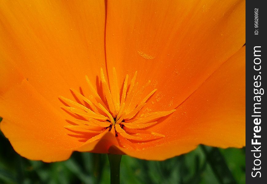Flower, Orange, Wildflower, Eschscholzia Californica
