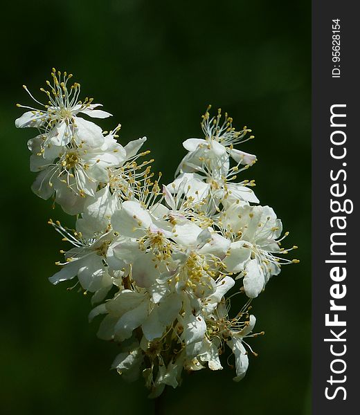 White, Flora, Plant, Meadowsweet