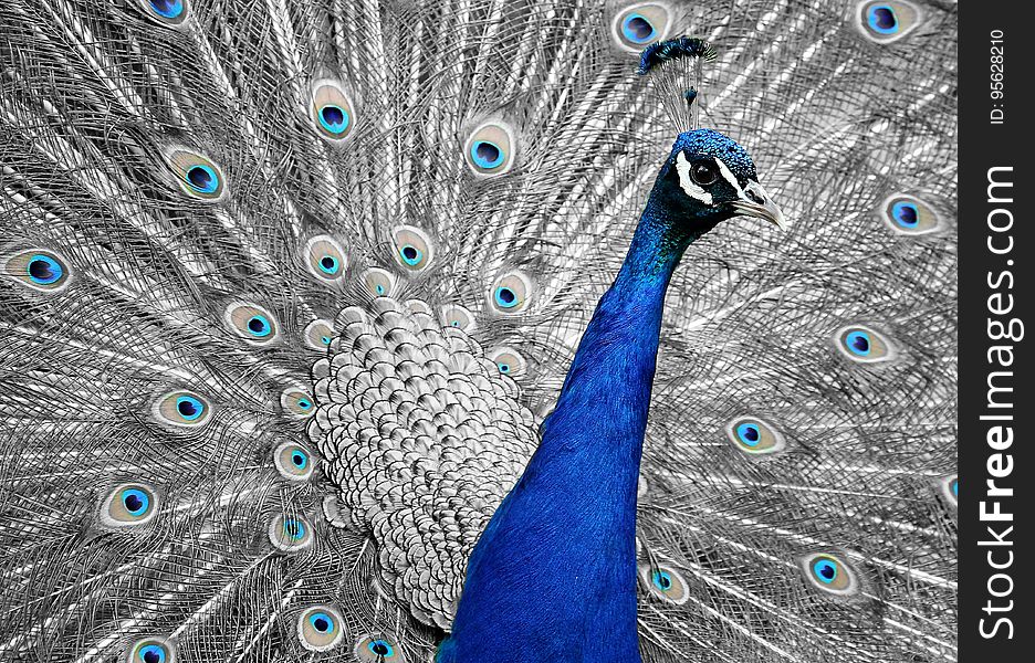 Peafowl, Feather, Galliformes, Organism