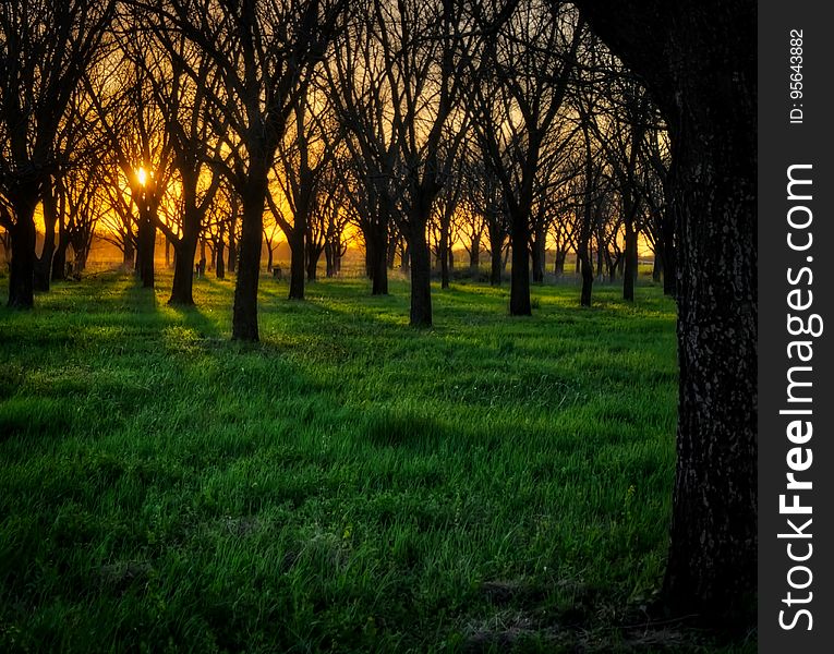 Field of trees at sunset in Central Texas. Field of trees at sunset in Central Texas.